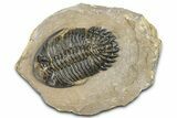 Detailed Hollardops Trilobite - Foum Zguid, Morocco #363117-3